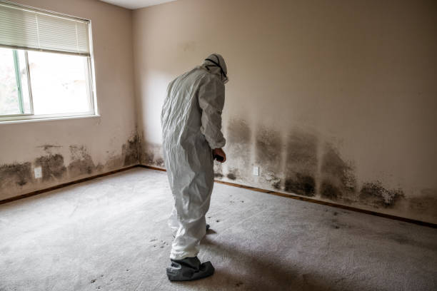 Professional Mold Inspection, Removal & Remediation in Warrenville, IL